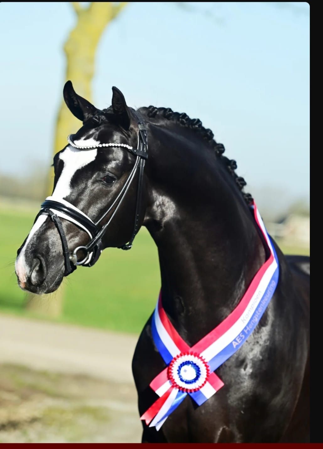 kwpn dressuurpaard merrie 4 år till salu - Foto 4
