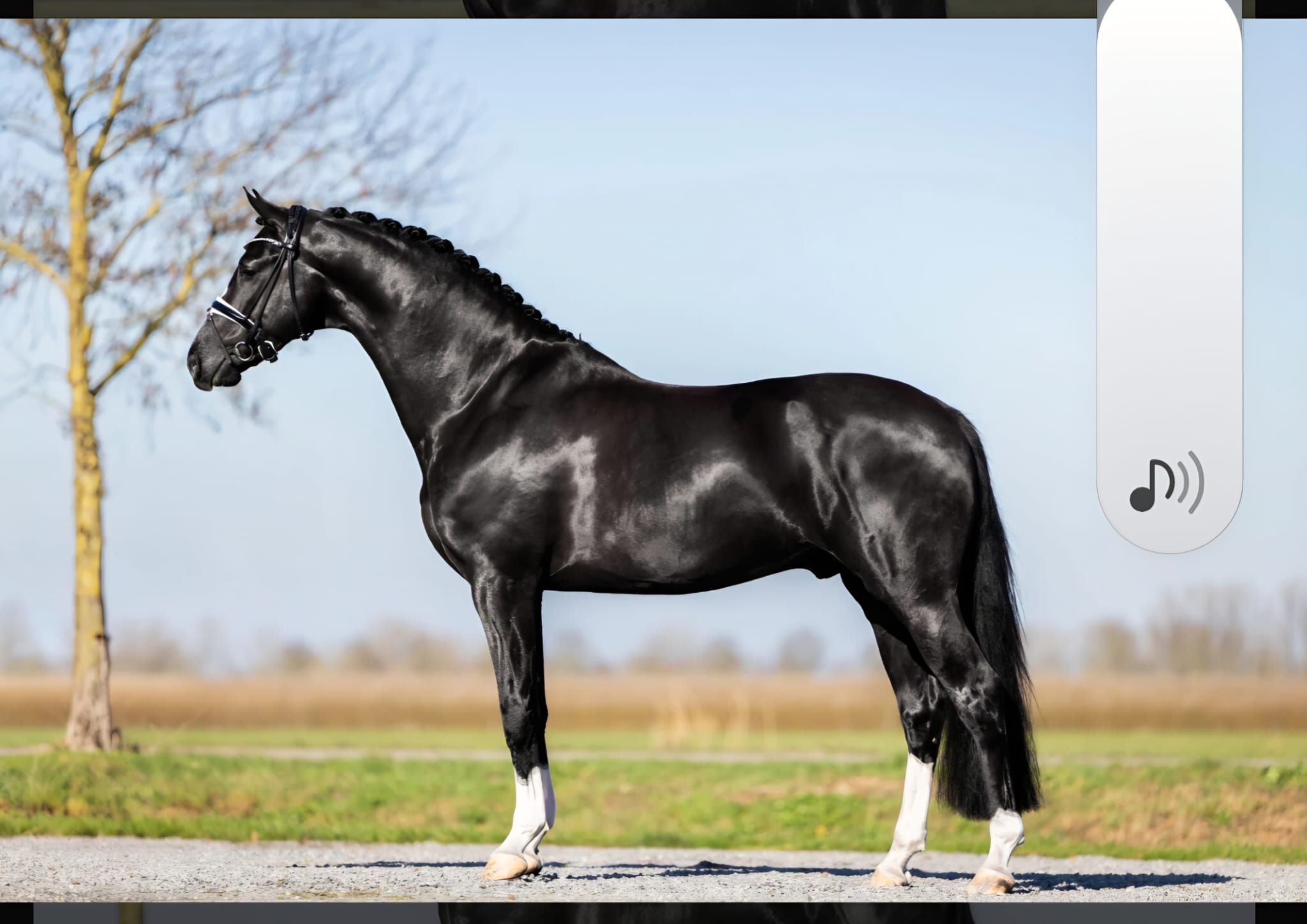 kwpn dressuurpaard merrie 4 år till salu - Foto 5