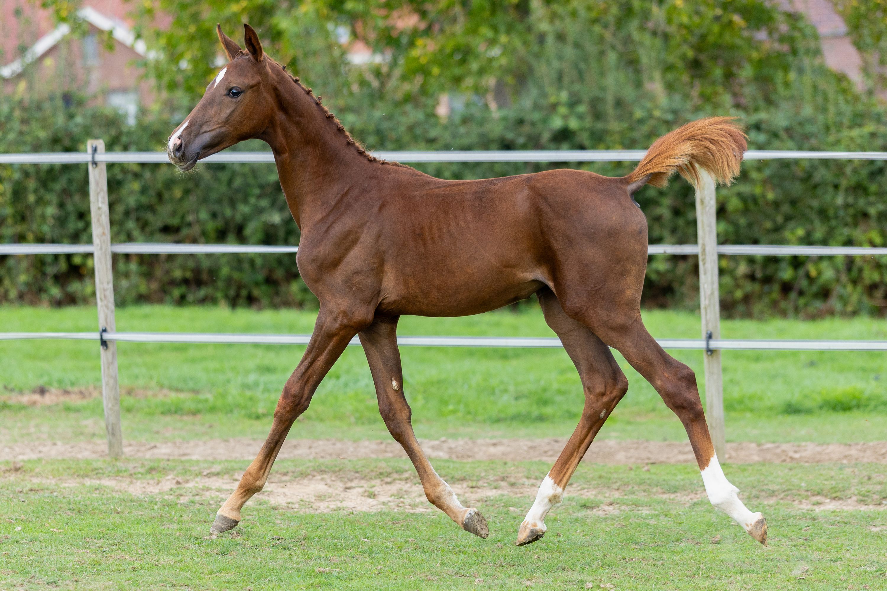 zangersheide springpaard merrie 0 Jahre alt vos zu verkaufen - Foto 2