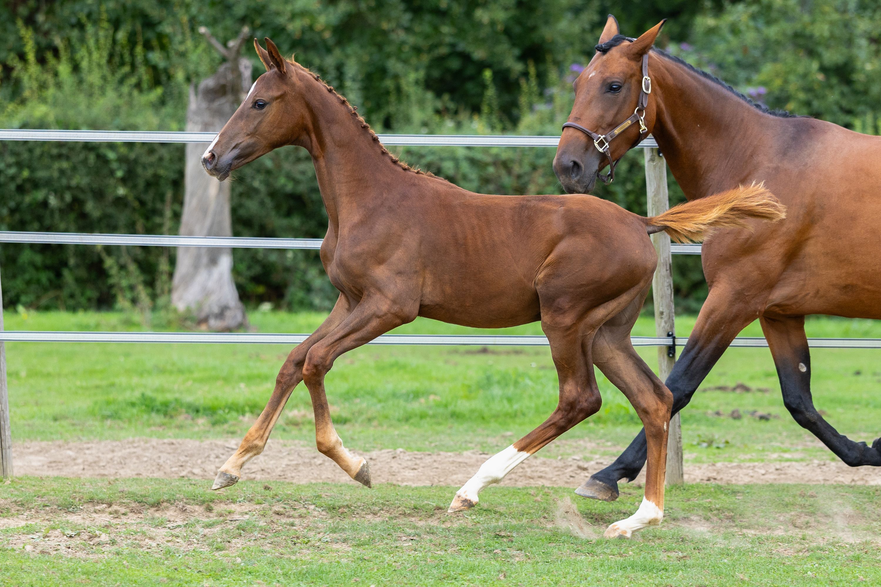 zangersheide springpaard merrie 0 Jahre alt vos zu verkaufen - Foto 3