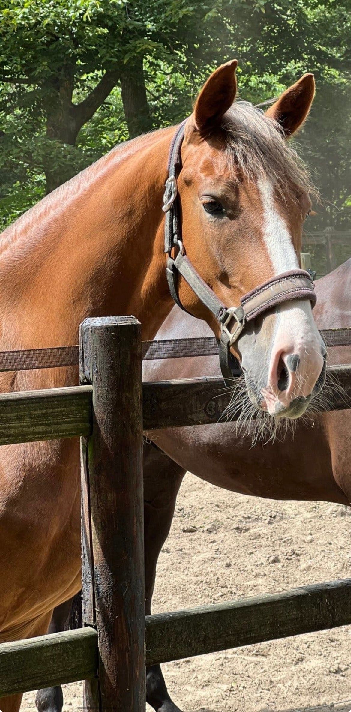 kwpn dressuurpaard merrie 8 Jahre alt vos zu verkaufen - Foto 2
