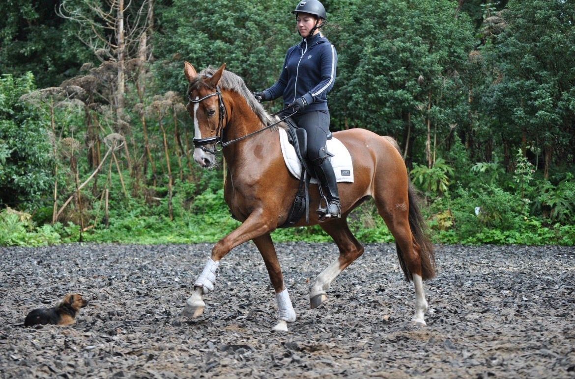 kwpn dressuurpaard merrie 8 Jahre alt vos zu verkaufen - Foto 4