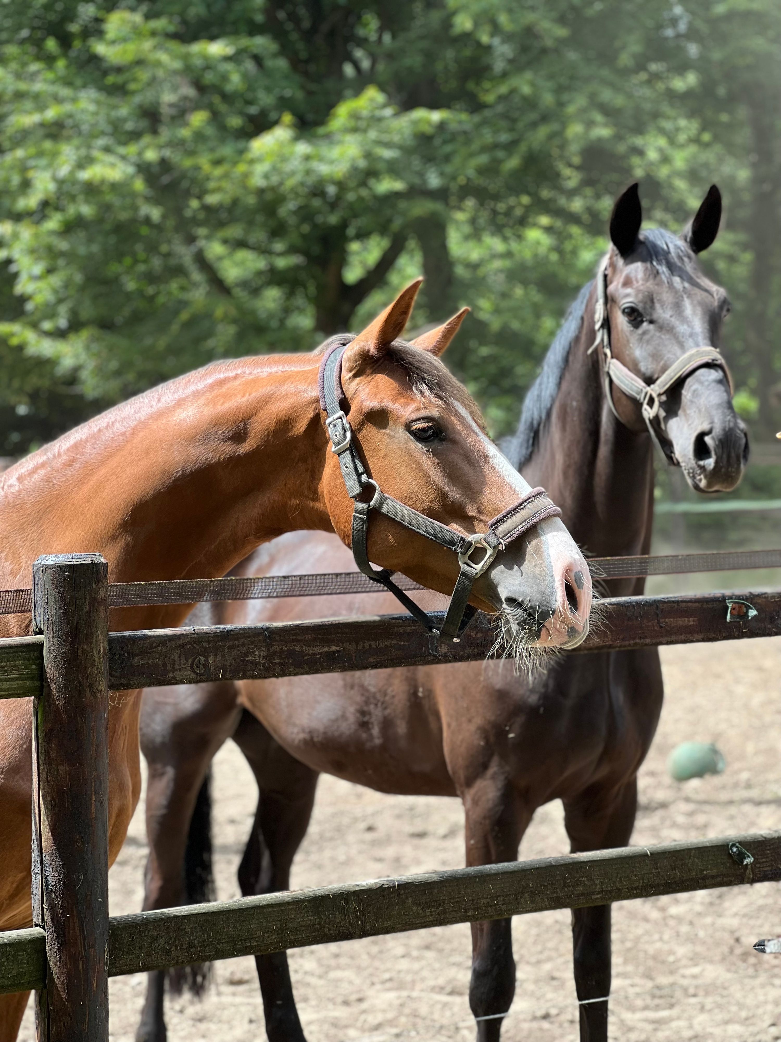 kwpn dressuurpaard merrie 8 Jahre alt vos zu verkaufen - Foto 5