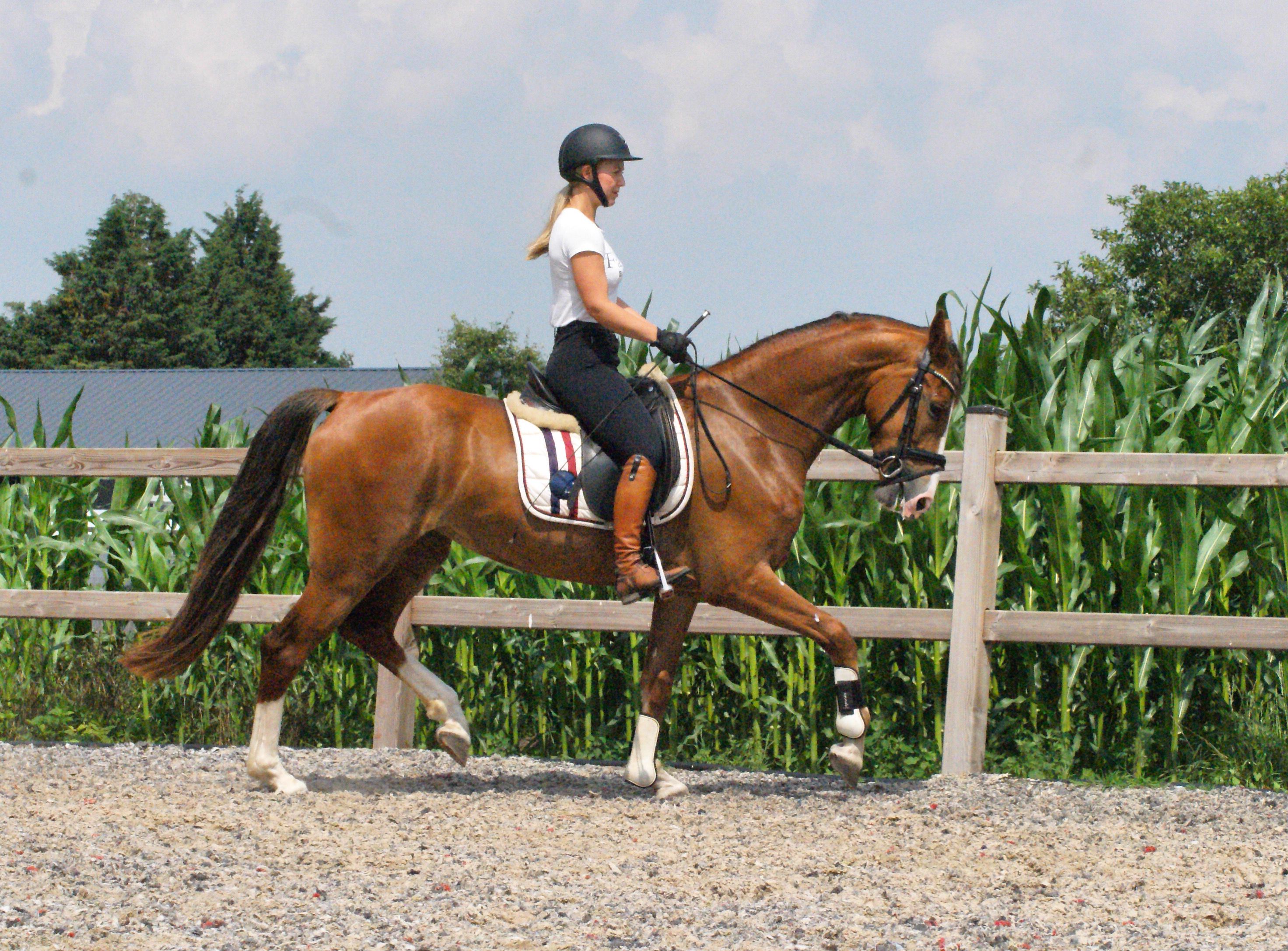 kwpn dressuurpaard merrie 8 Jahre alt vos zu verkaufen - Foto 3