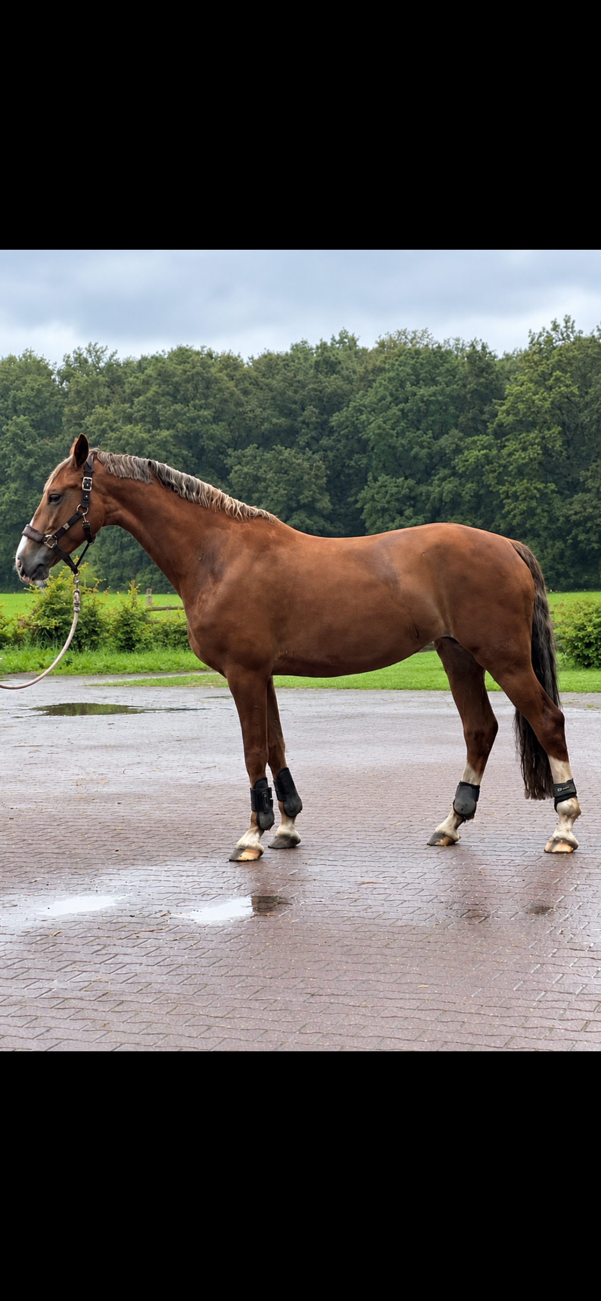 kwpn dressuurpaard merrie 8 Jahre alt vos zu verkaufen - Foto 6