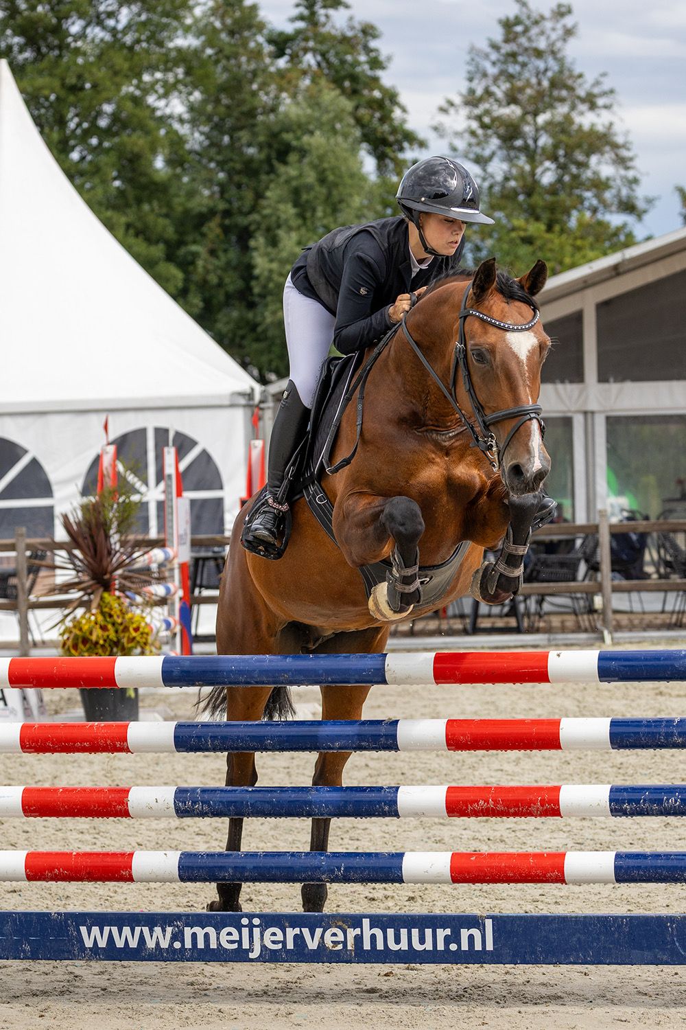 kwpn springpaard merrie 10 let bruin na prodej - Foto 3