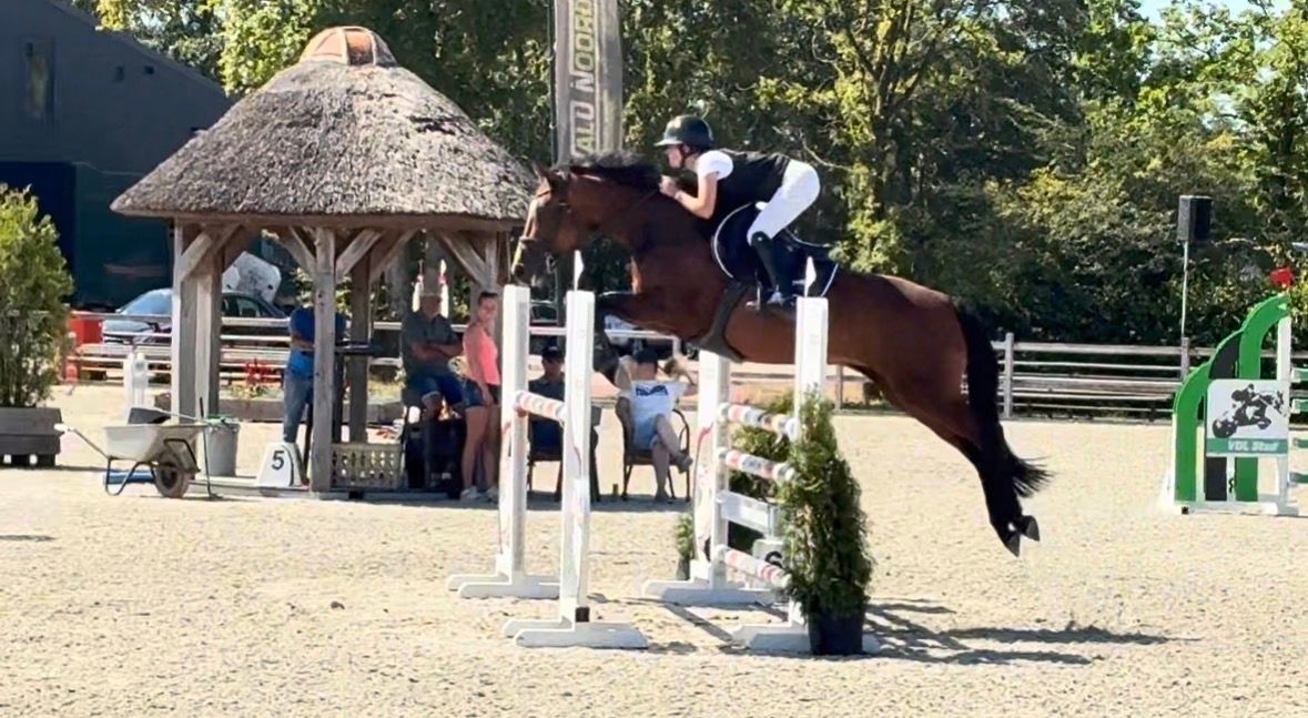 kwpn springpaard merrie 10 let bruin na prodej - Foto 4