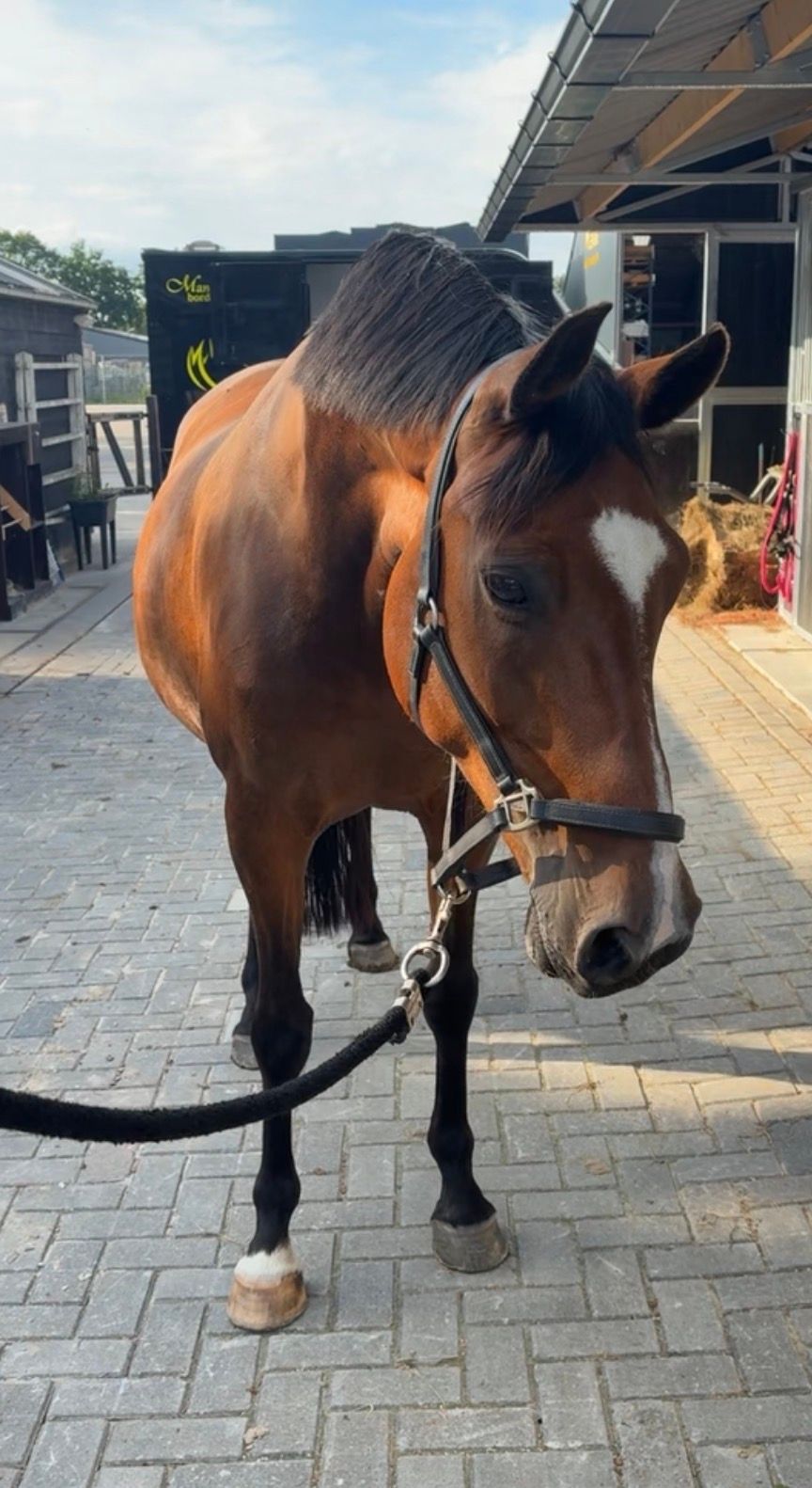 kwpn springpaard merrie 10 let bruin na prodej - Foto 2