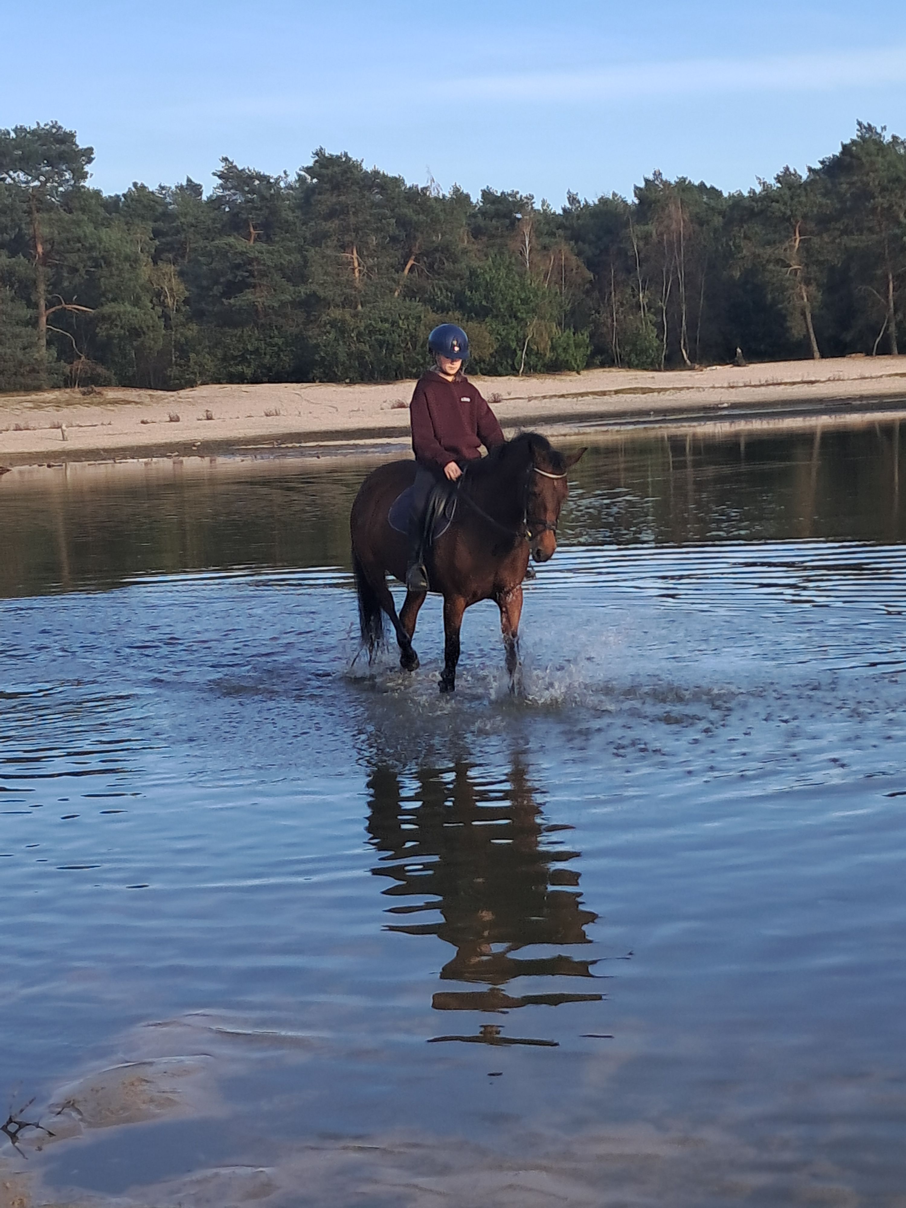 new-forest allround-pony merrie 0 Jahre alt donkerbruin zu verkaufen - Foto 3
