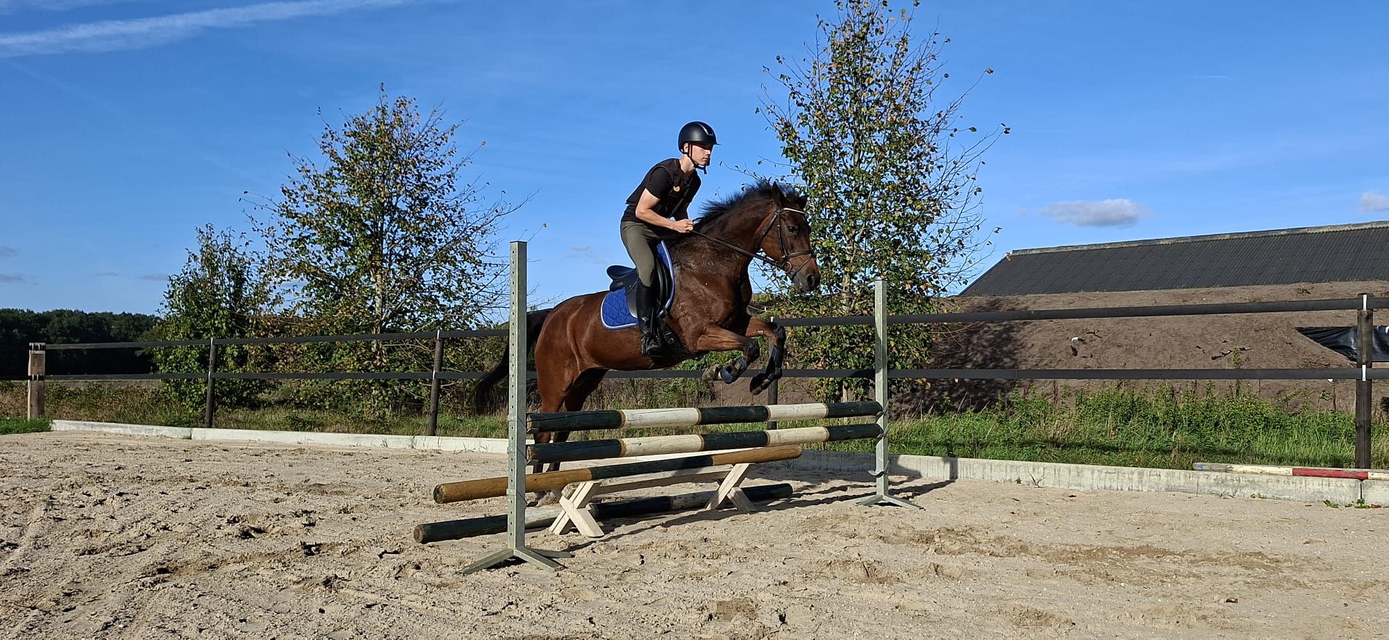 new-forest allround-pony merrie 0 Jahre alt donkerbruin zu verkaufen - Foto 5