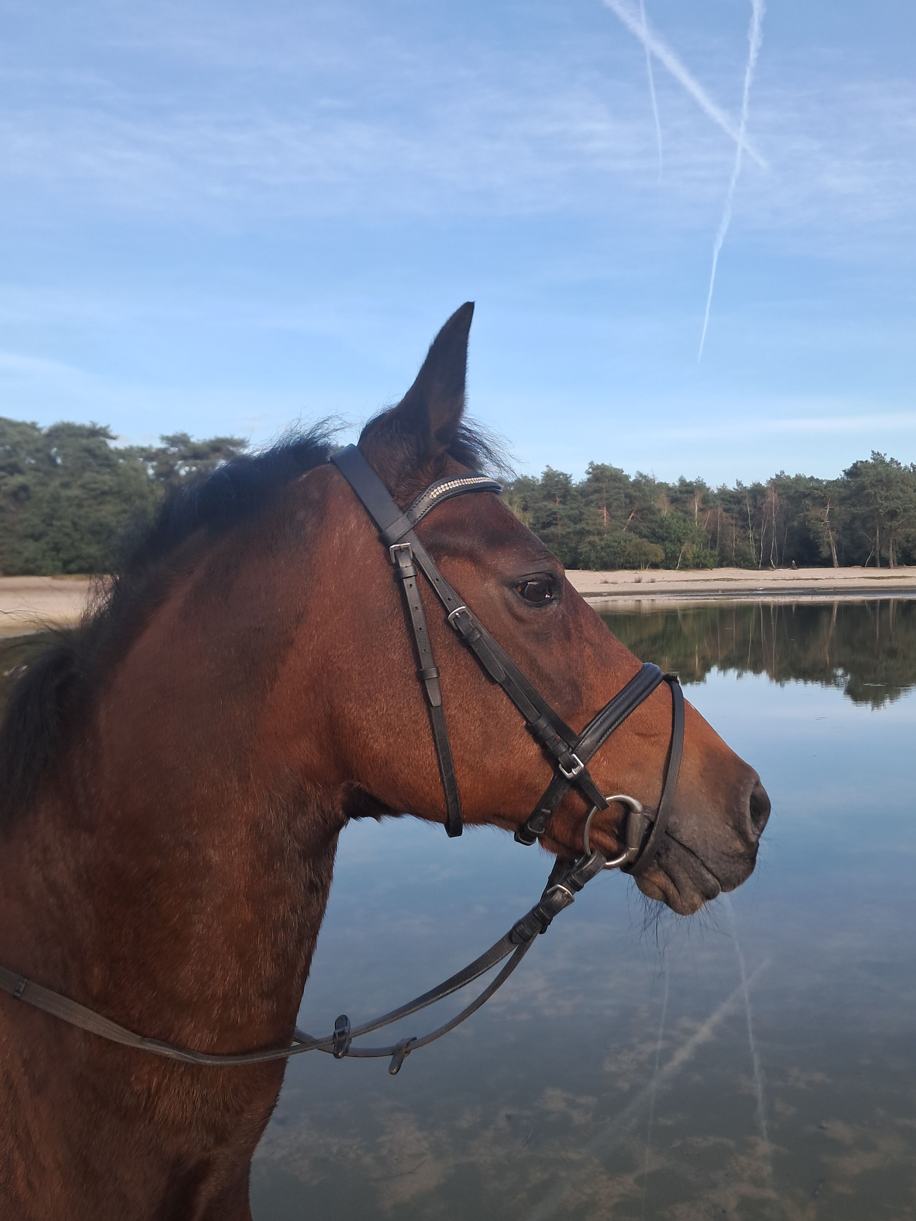 new-forest allround-pony merrie 0 Jahre alt donkerbruin zu verkaufen - Foto 4