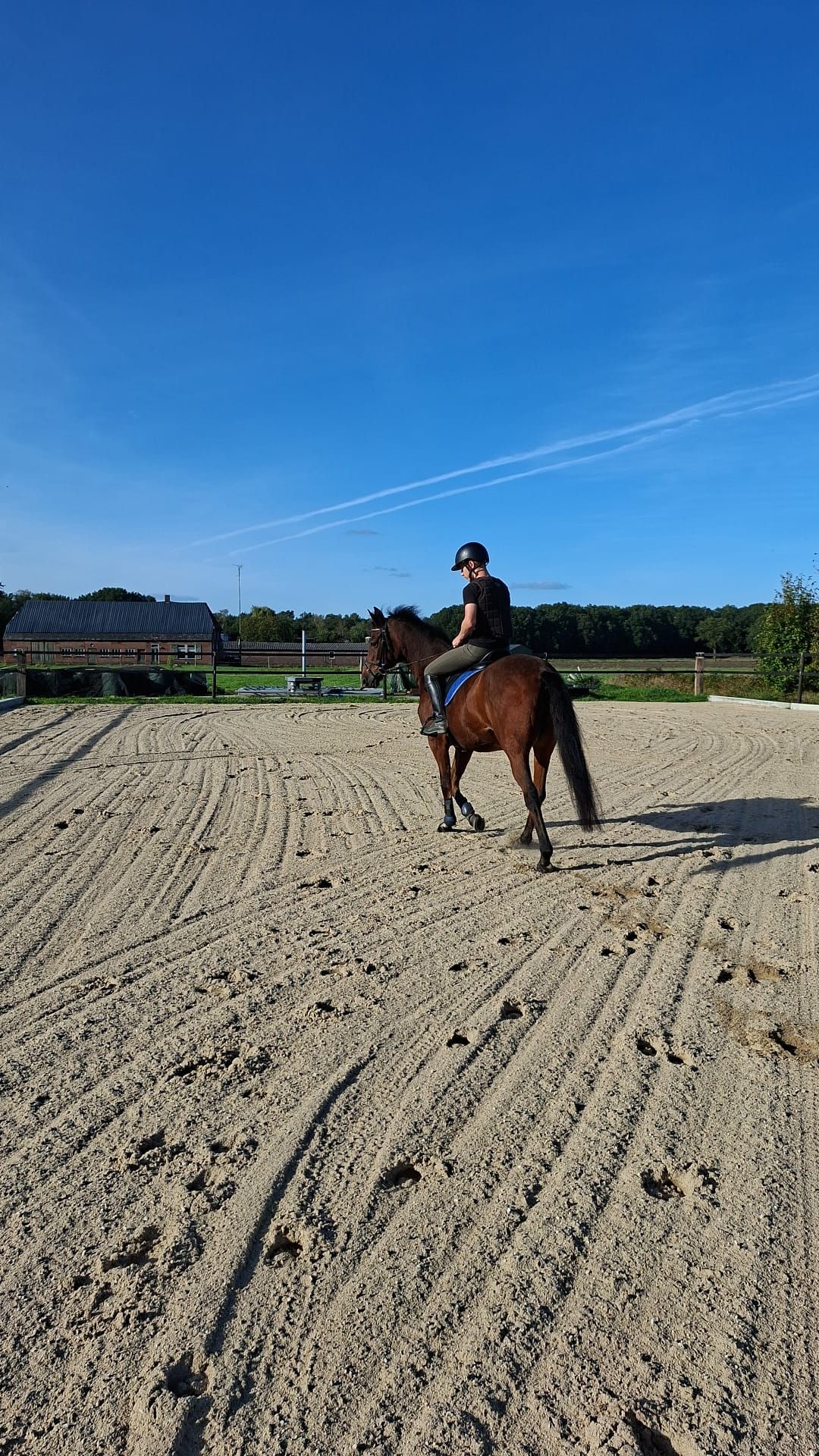 new-forest allround-pony merrie 0 Jahre alt donkerbruin zu verkaufen - Foto 6