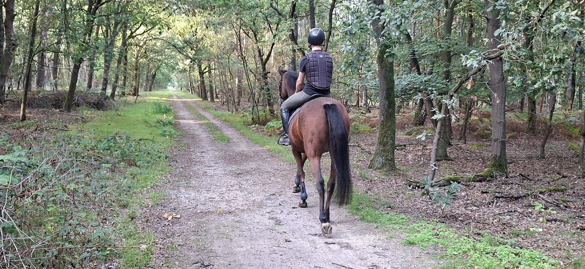 new-forest allround-pony merrie 0 Jahre alt donkerbruin zu verkaufen - Foto 2