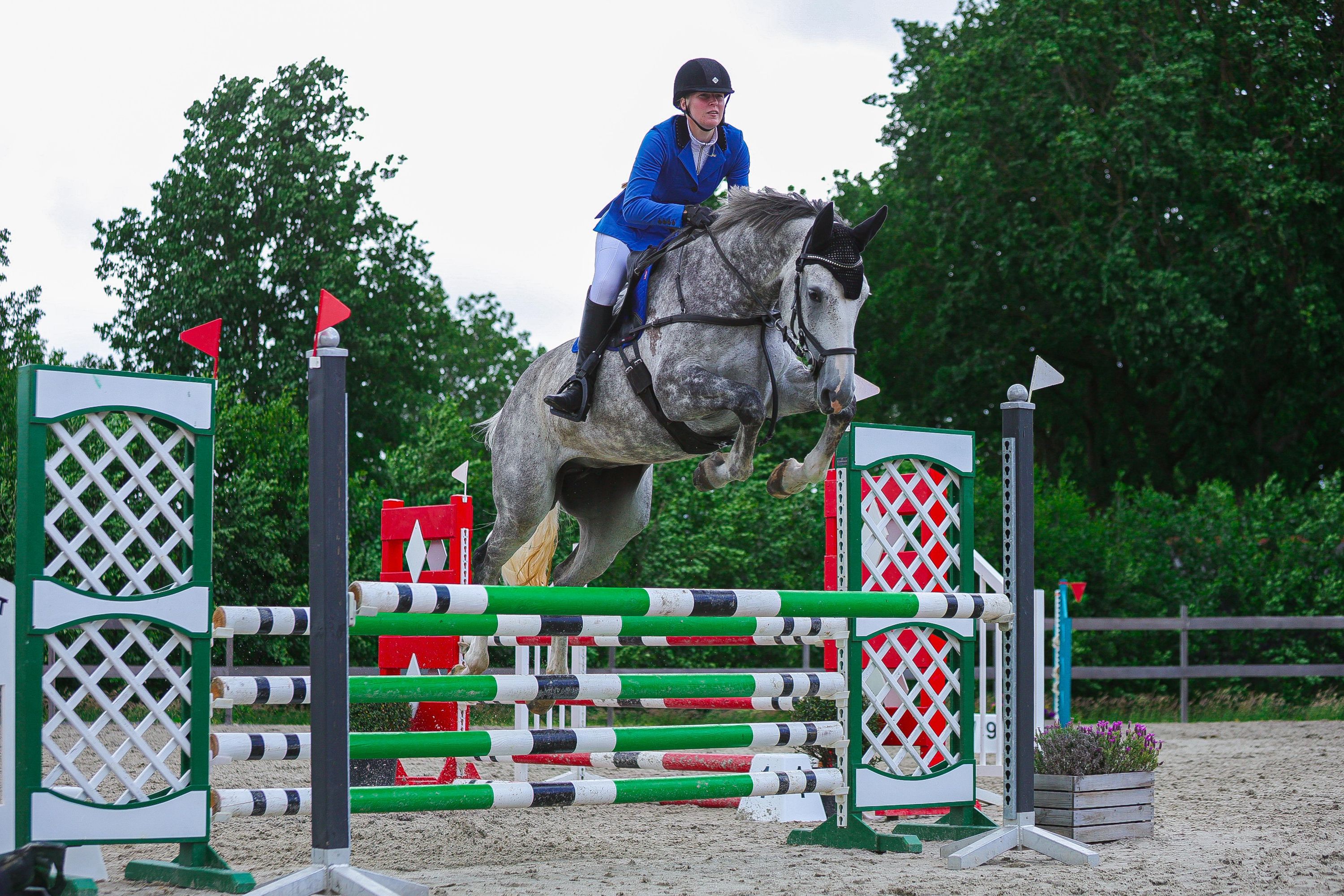 nrps springpaard merrie 7 år schimmel til salgs - Foto 2