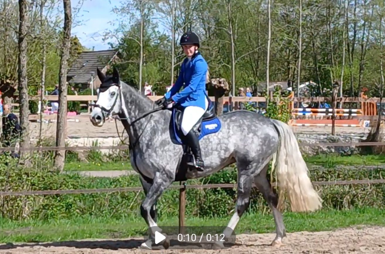 nrps springpaard merrie 7 år schimmel til salgs - Foto 5