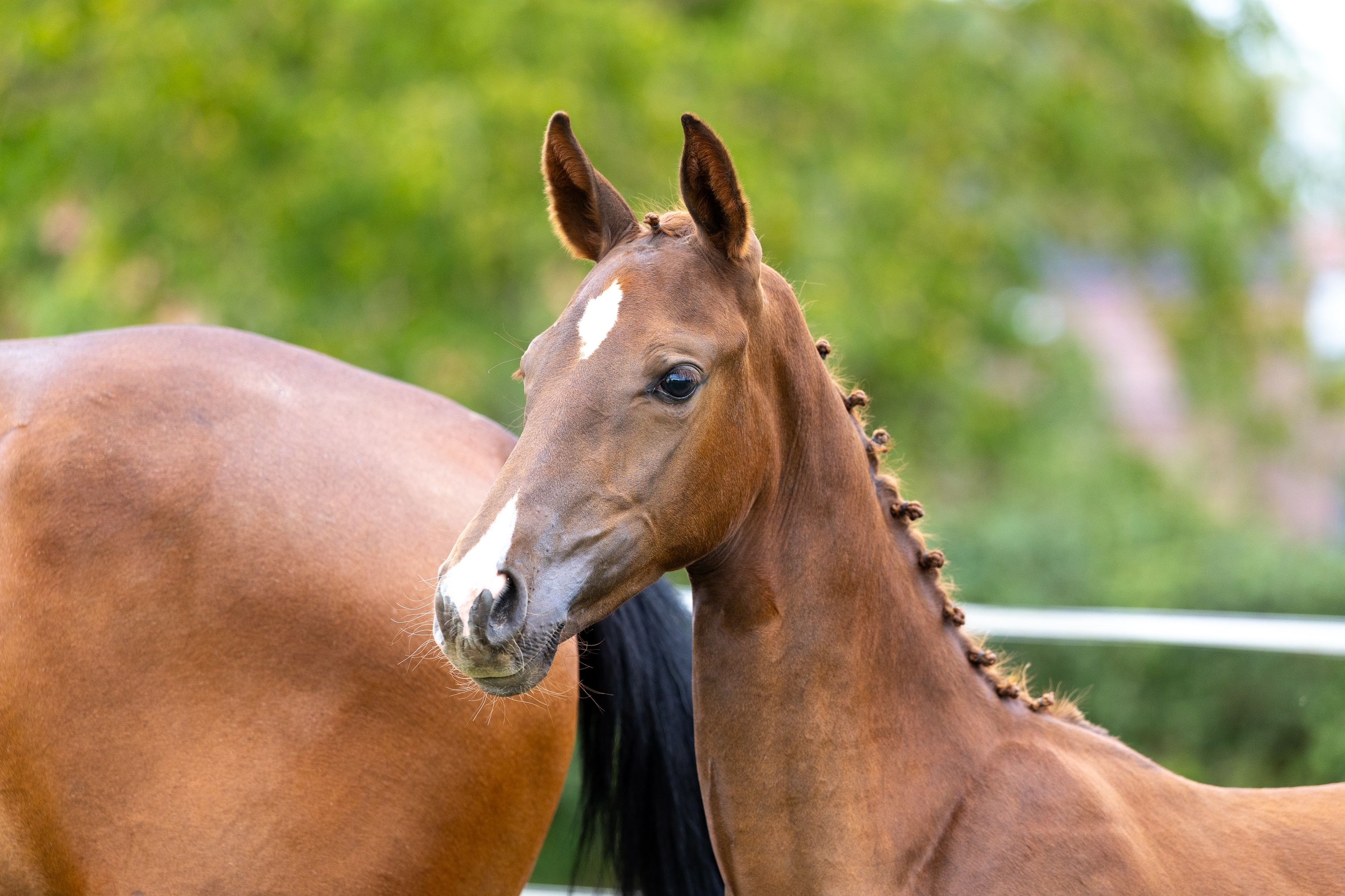 zangersheide springpaard merrie 0 Jahre alt vos zu verkaufen - Foto 4