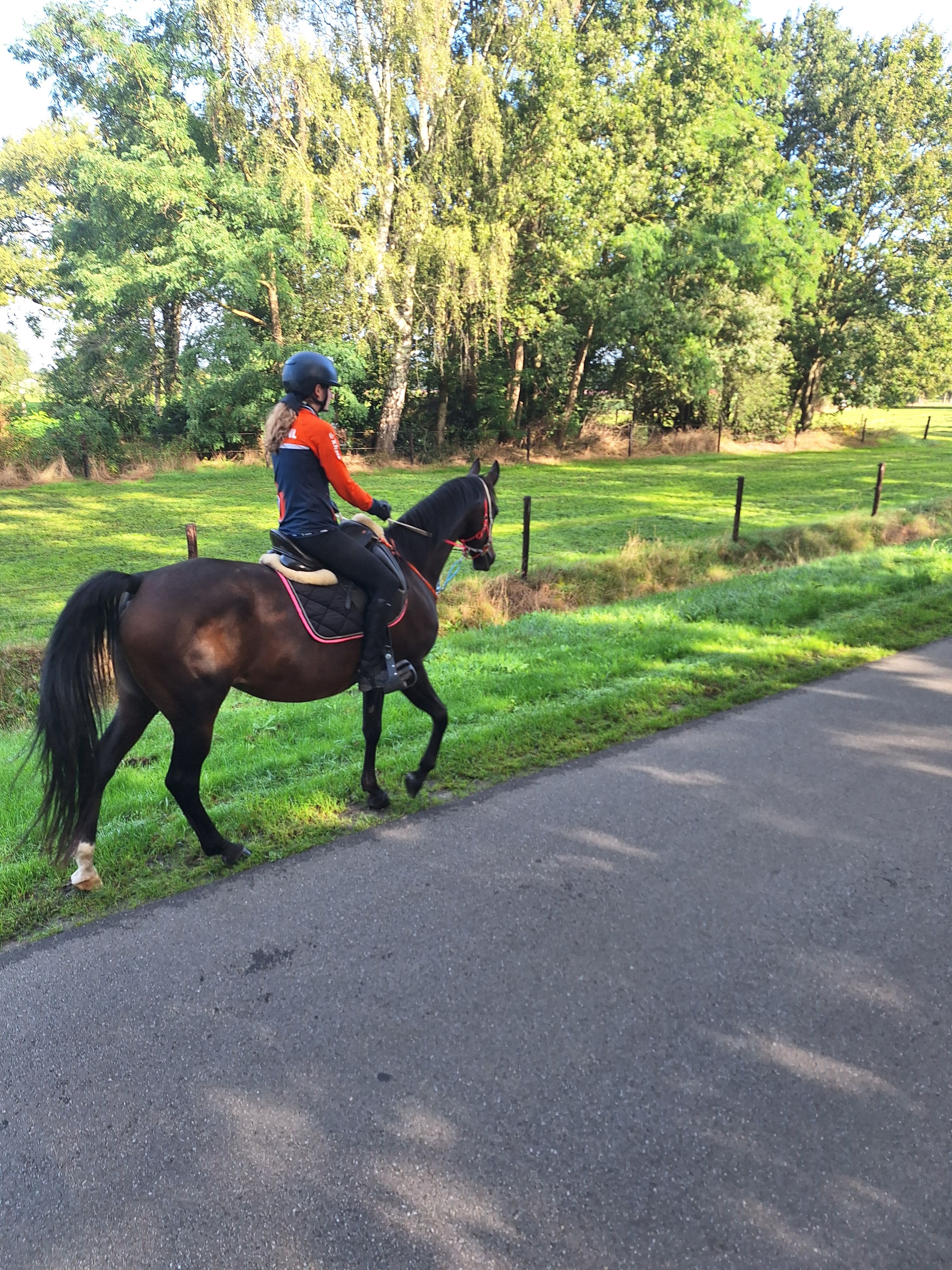 nrps recreatie-pony merrie 9 jaar donkerbruin te koop - Foto 4