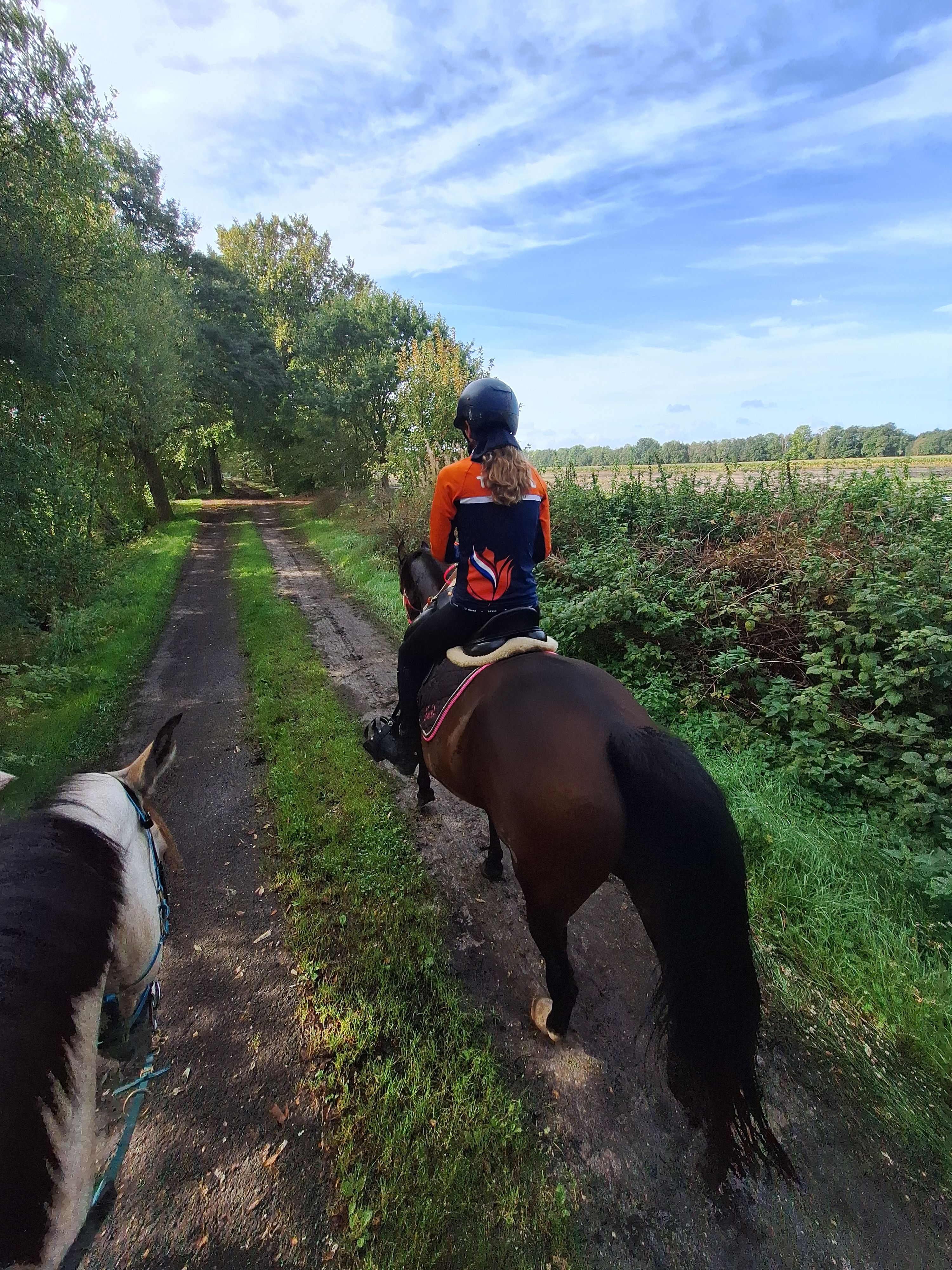 nrps recreatie-pony merrie 9 jaar donkerbruin te koop - Foto 3