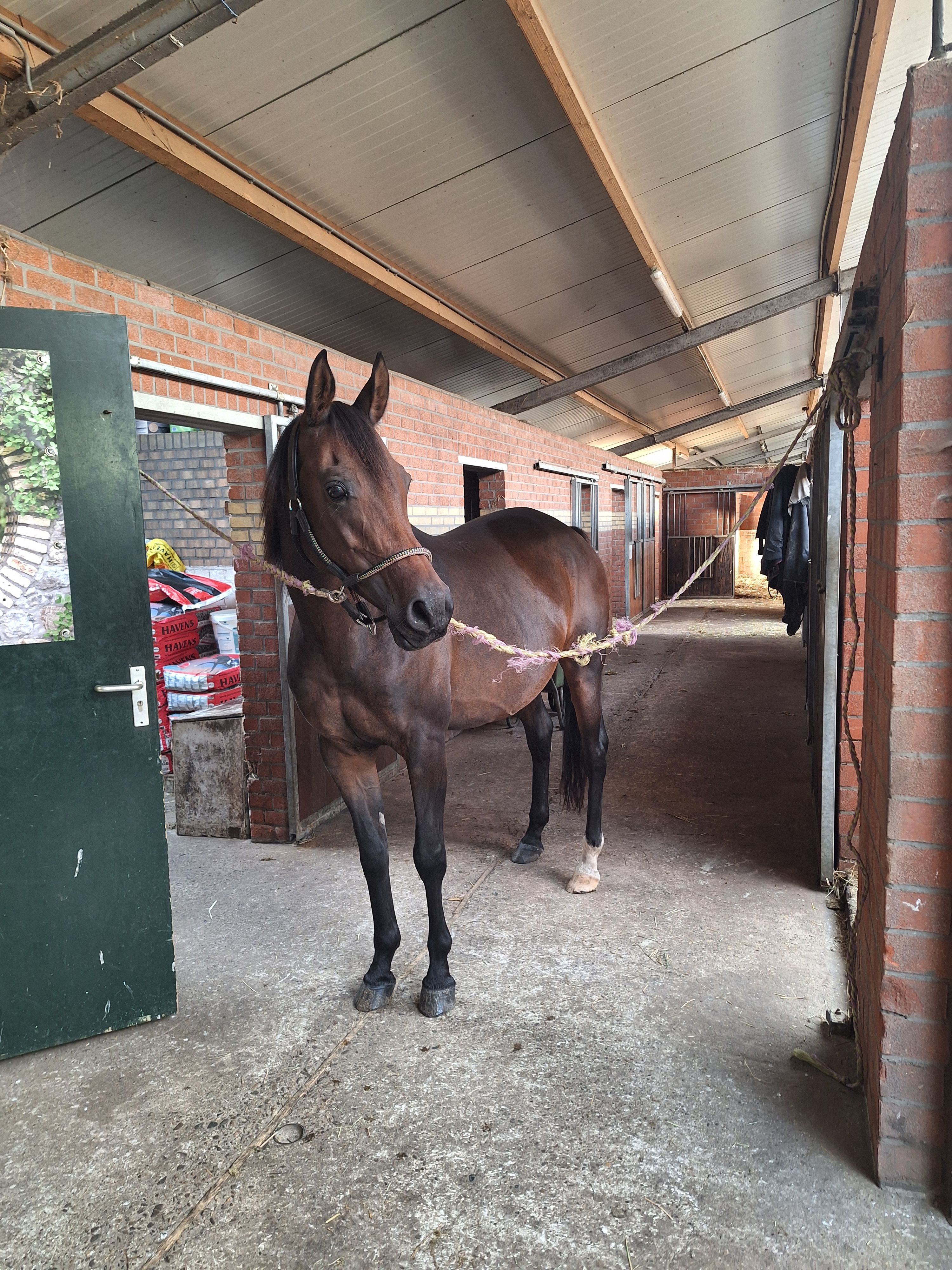 nrps recreatie-pony merrie 9 jaar donkerbruin te koop - Foto 5
