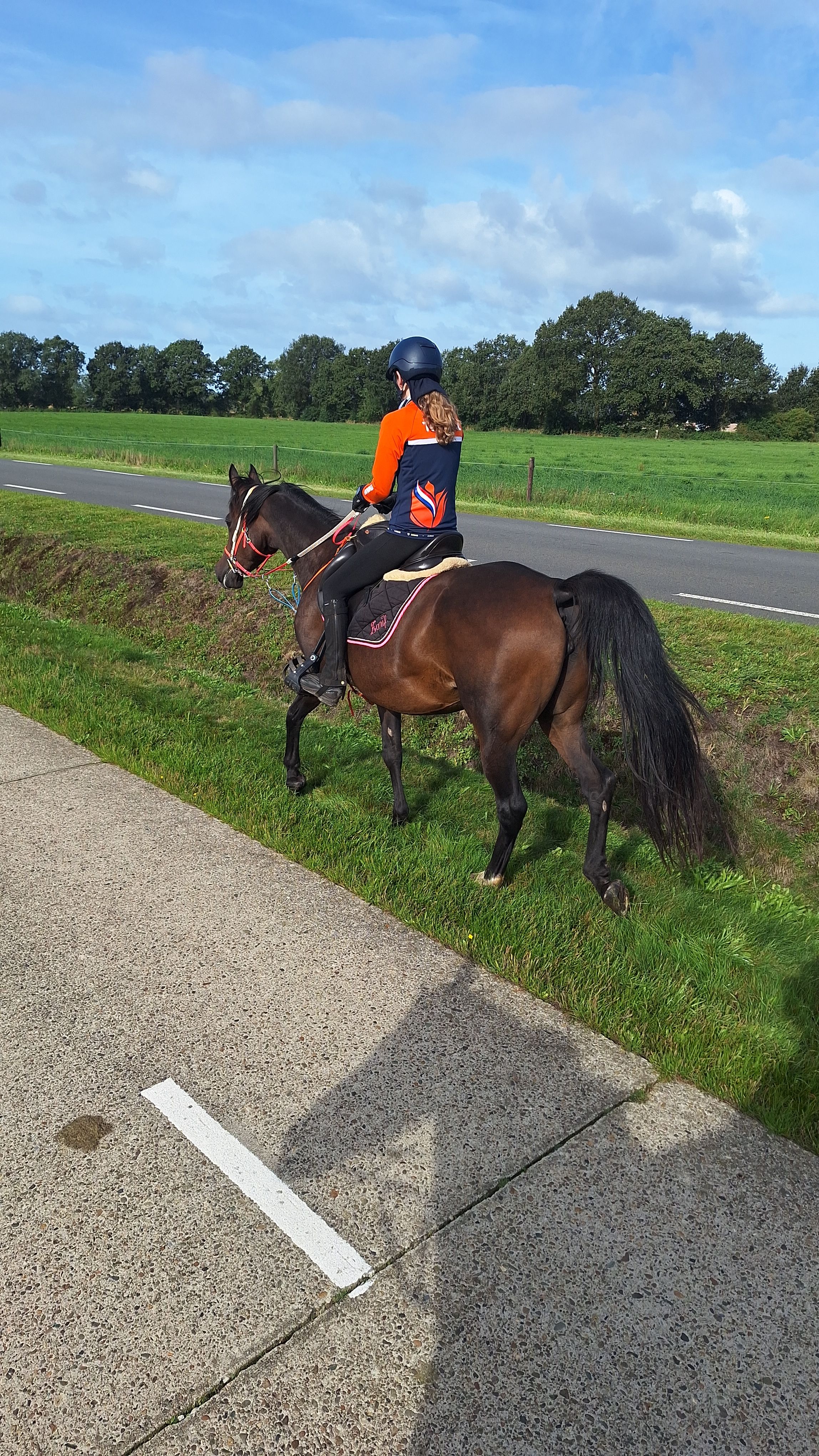 nrps recreatie-pony merrie 9 jaar donkerbruin te koop - Foto 2