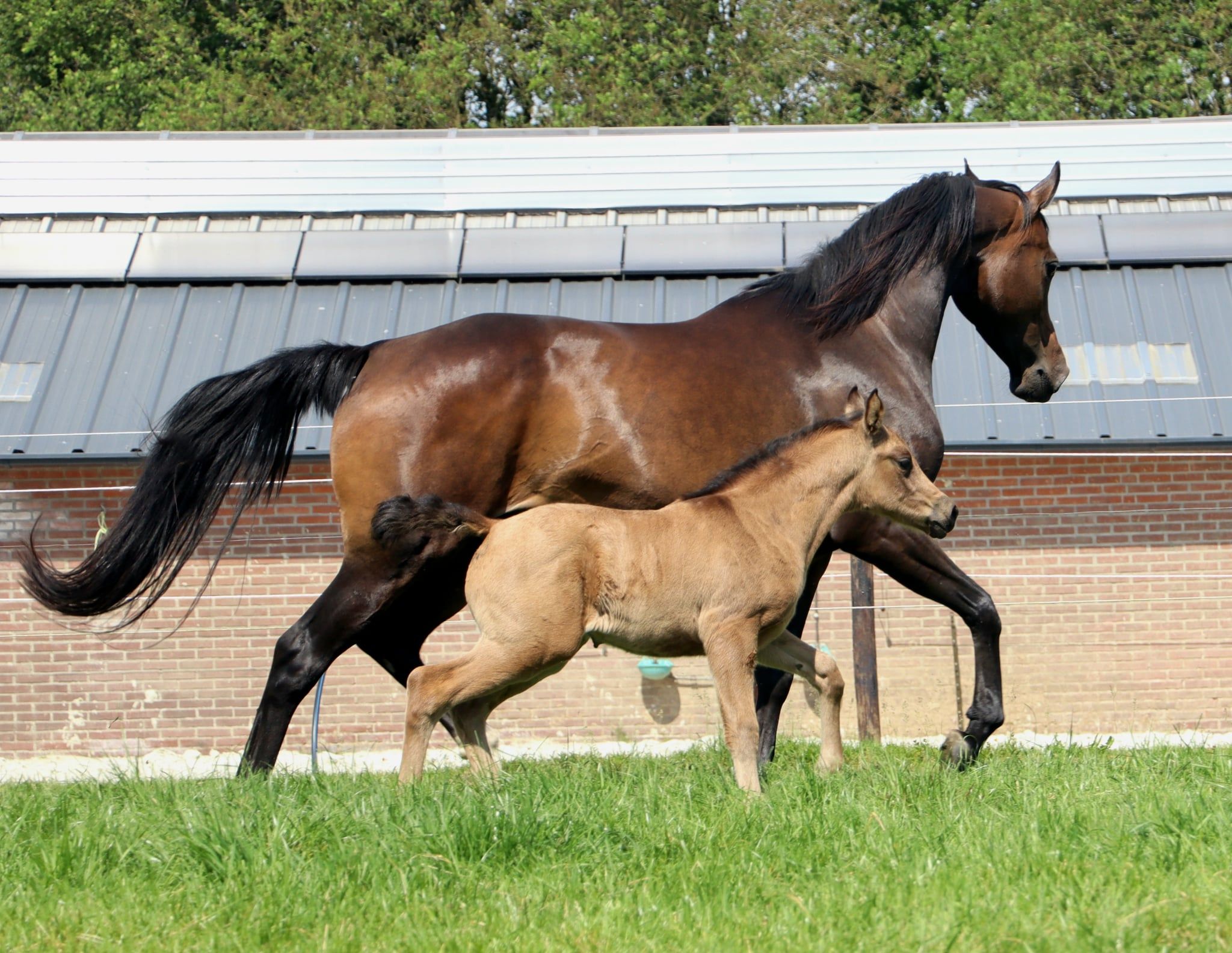 nrps recreatie-pony merrie 9 jaar donkerbruin te koop - Foto 6