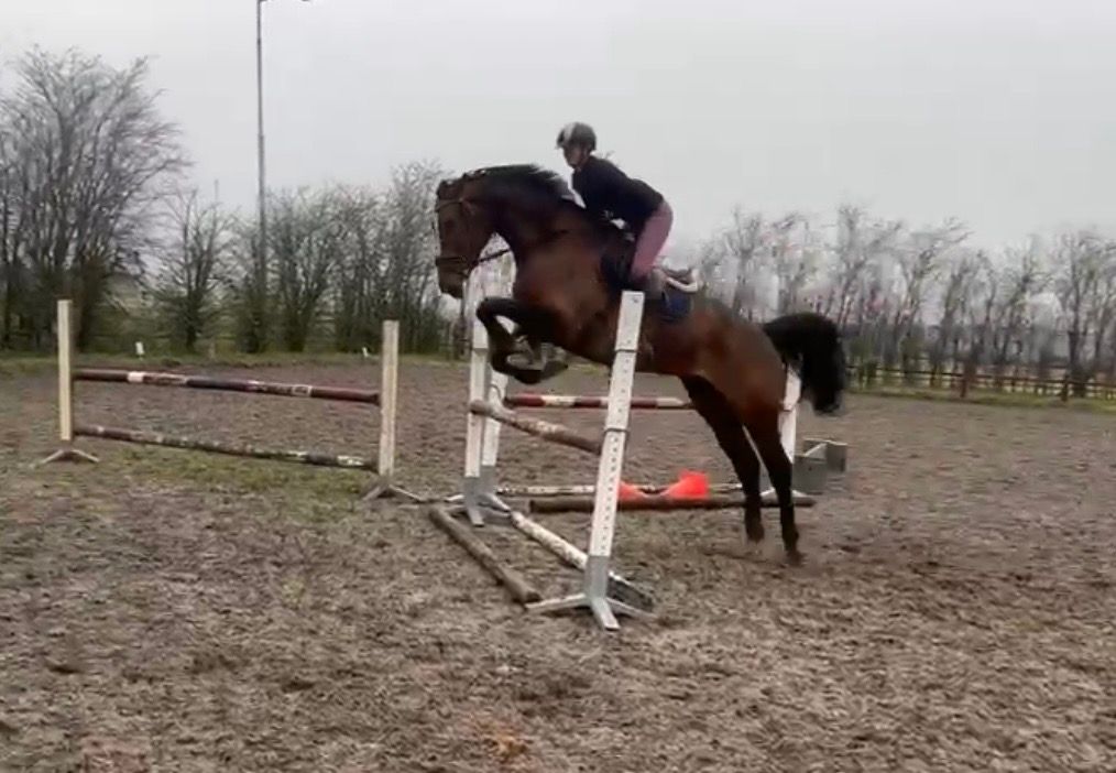 6-årig hoppe (Zippet x Chin Chin)