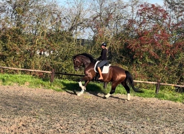anglo-europees allrounder merrie 6 Jahre alt donkerbruin zu verkaufen - Foto 2