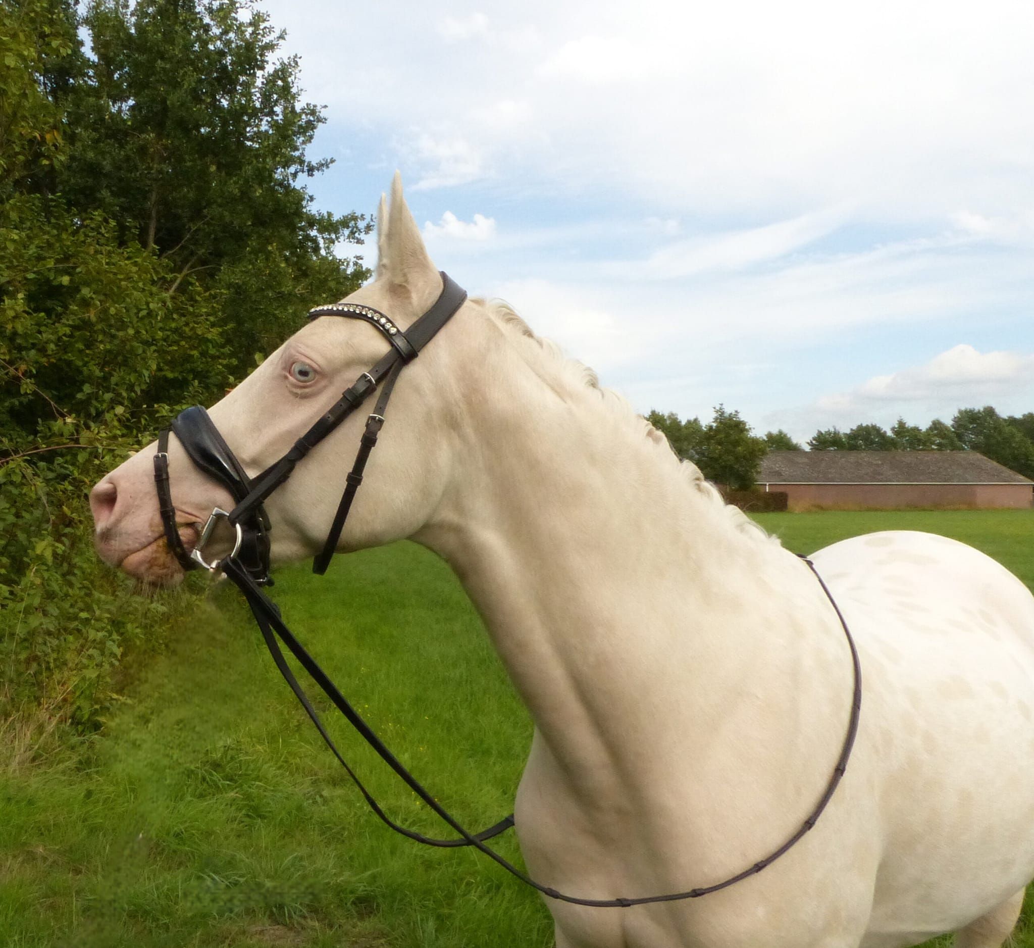 ander dressuurpony ruin 3 år andere-kleur till salu - Foto 3