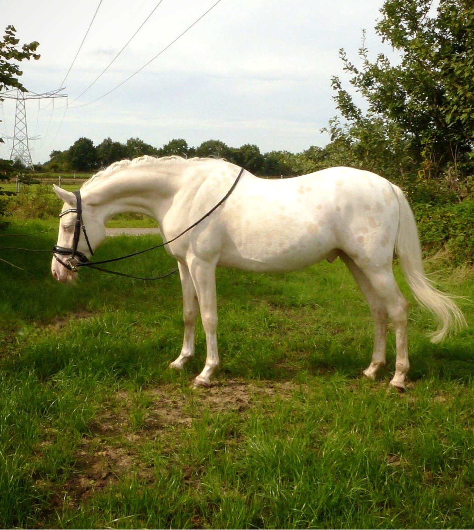 veelbelovende 3.5 jarige sportpony te koop