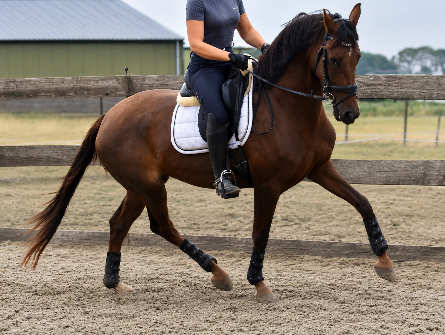 kwpn allrounder merrie 3 años bruin en venta - Foto 3