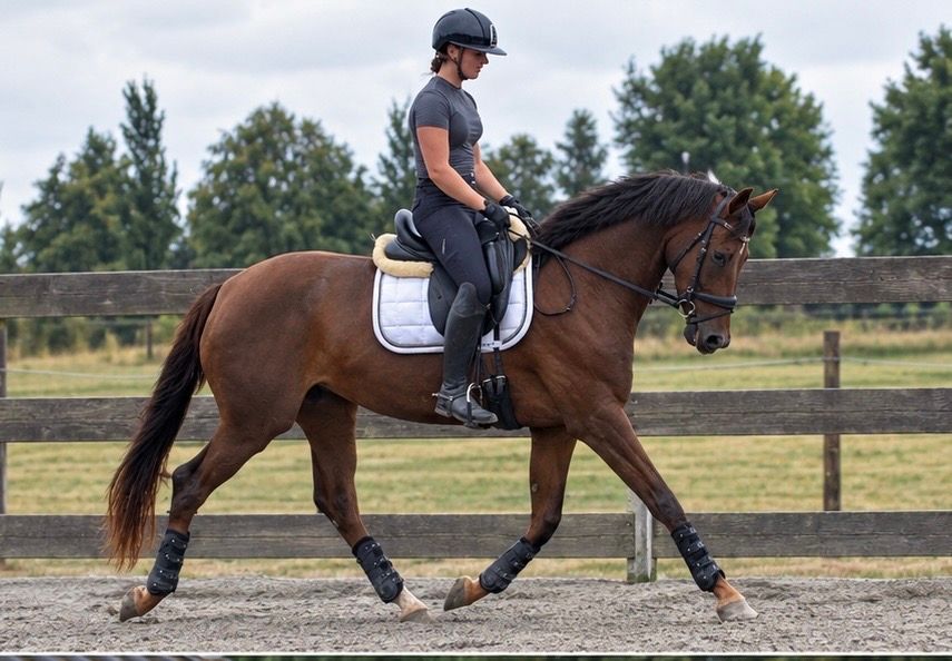 kwpn allrounder merrie 3 años bruin en venta - Foto 2