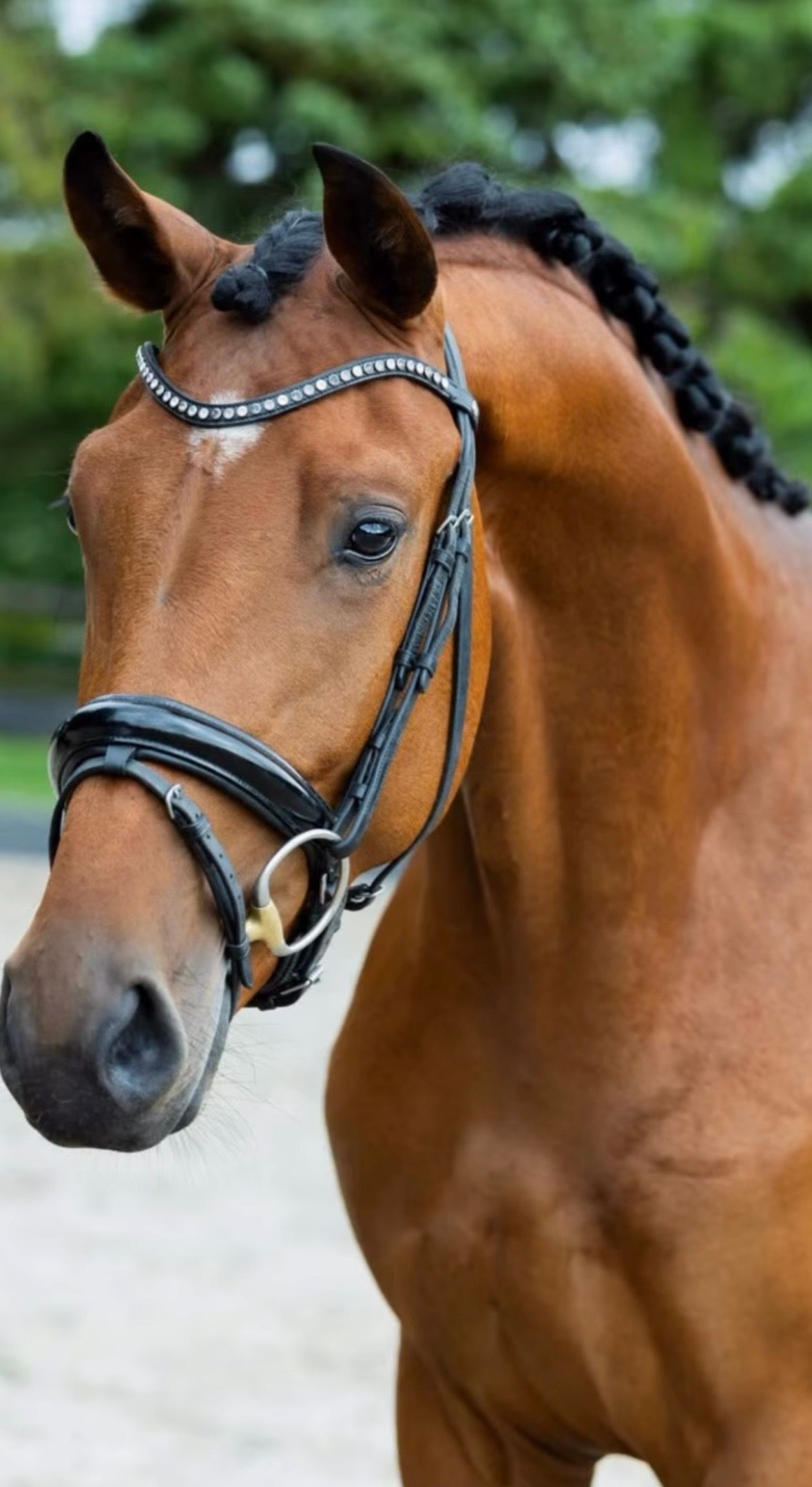 3 y/o superstar for sale