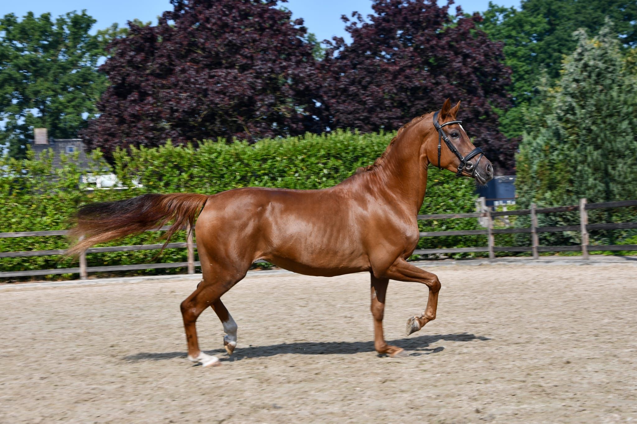 welsh dressuurpony merrie 5 岁 vos 出售 - 照片 5