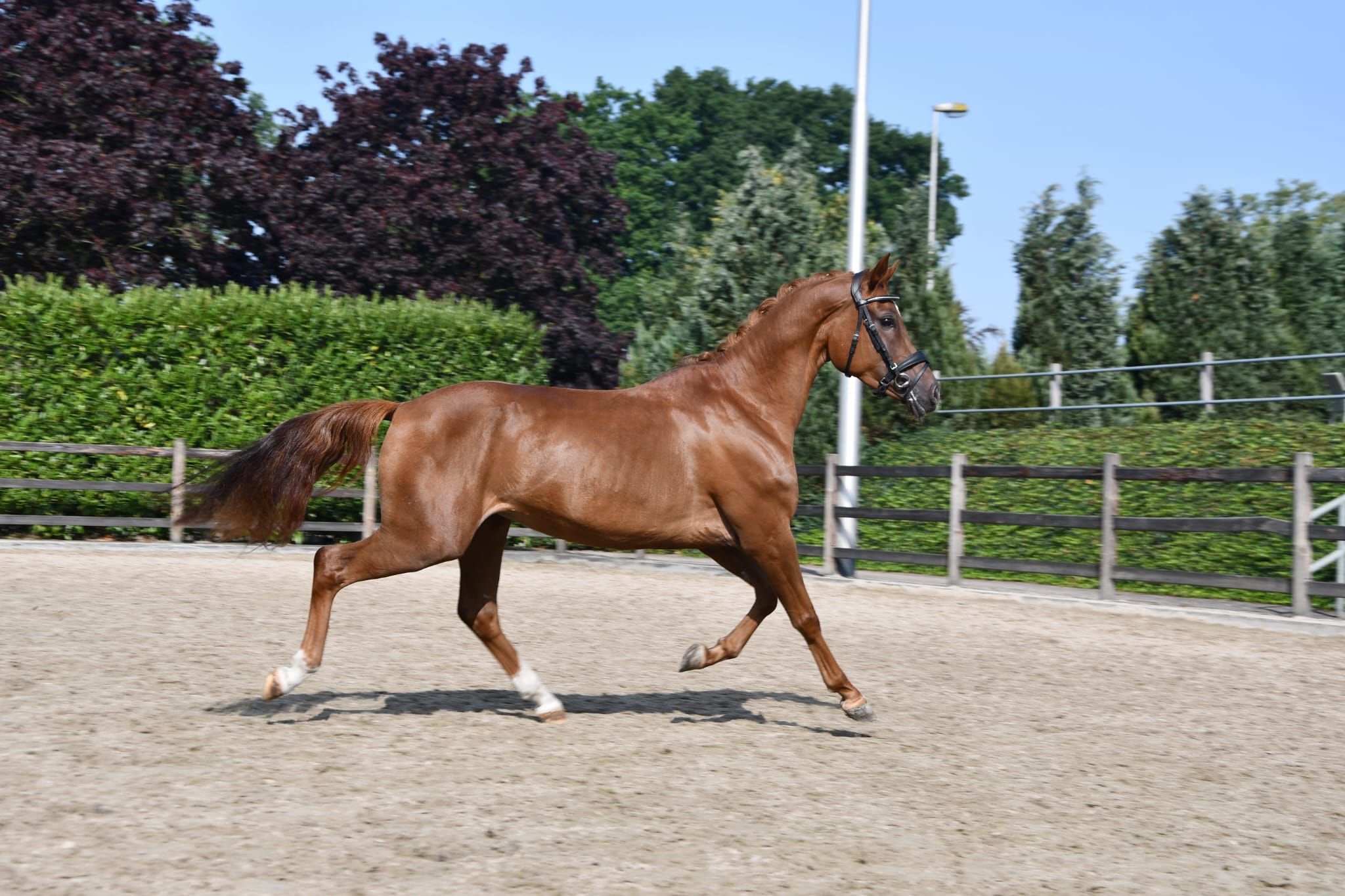 welsh dressuurpony merrie 5 岁 vos 出售 - 照片 6