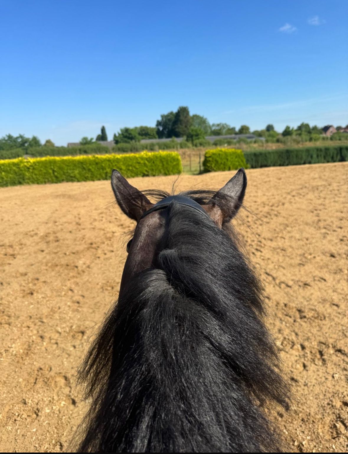 dressuurpaard ruin 8 Jahre alt zu verkaufen - Foto 3