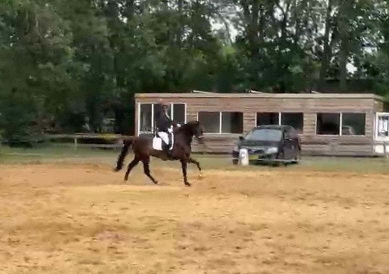 dressuurpaard ruin 8 Jahre alt zu verkaufen - Foto 6