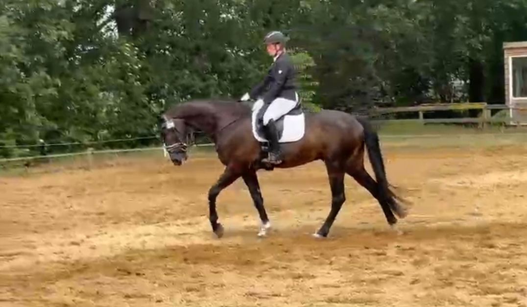 dressuurpaard ruin 8 Jahre alt zu verkaufen - Foto 5