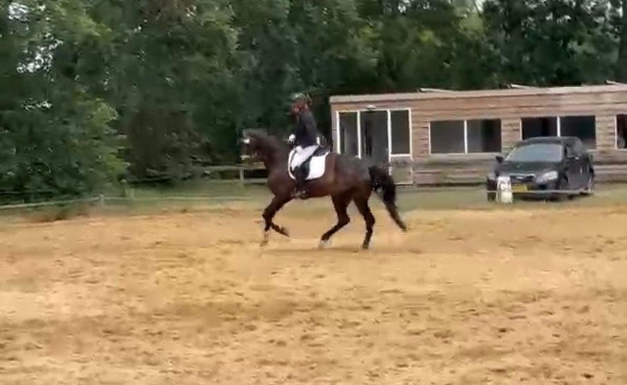 dressuurpaard ruin 8 Jahre alt zu verkaufen - Foto 4