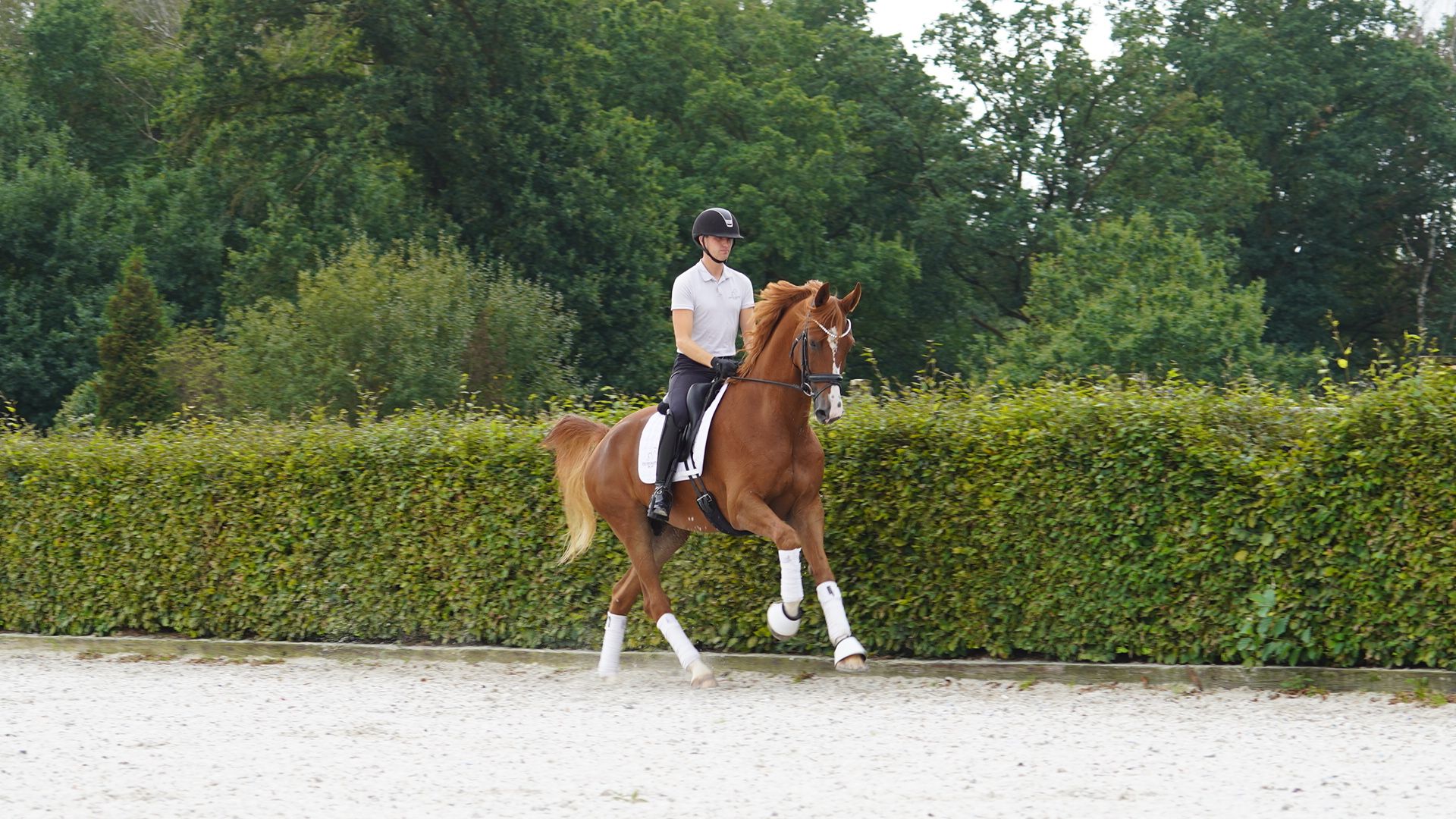 dressuurpaard ruin 7 Jahre alt zu verkaufen - Foto 3
