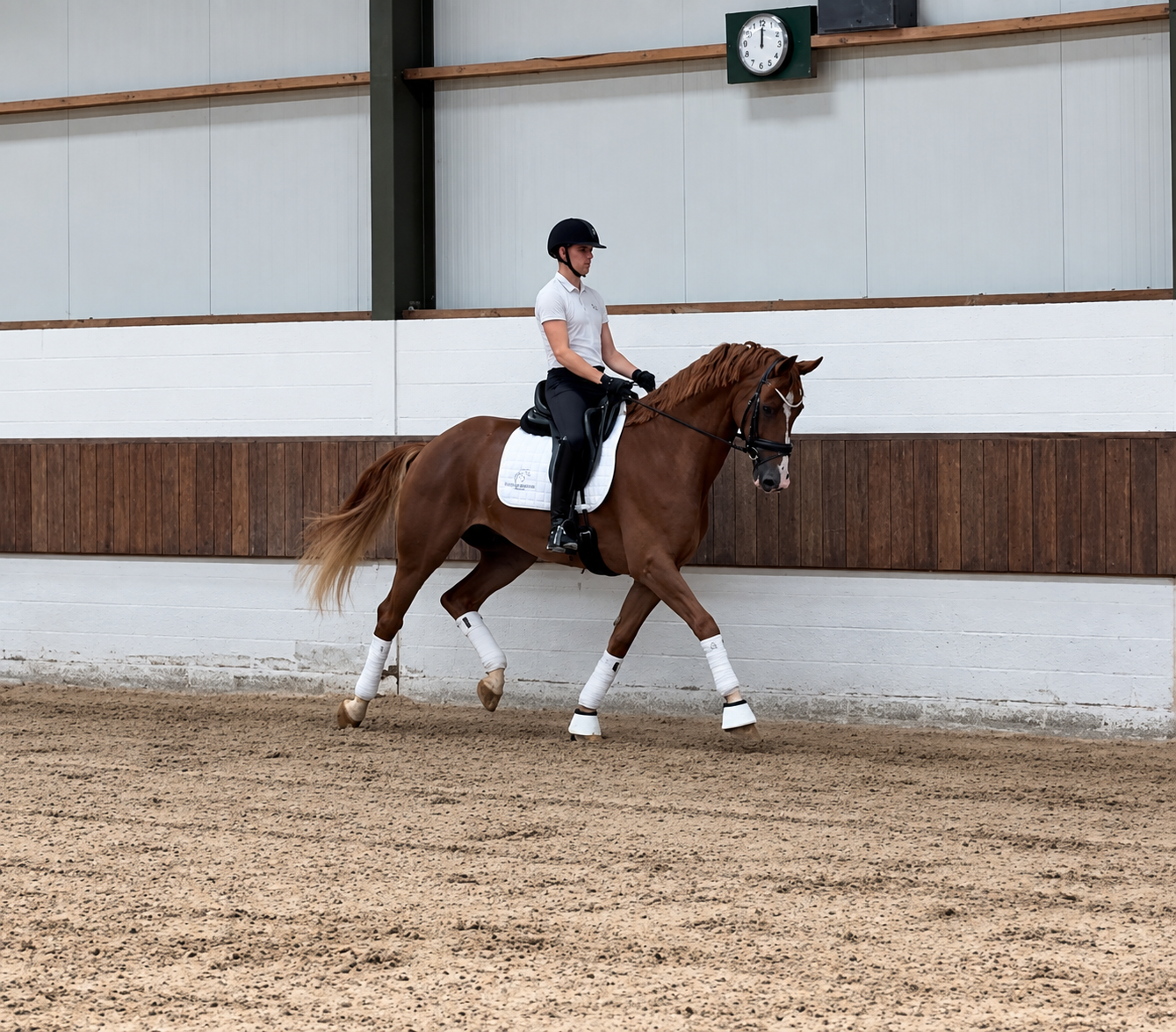 dressuurpaard ruin 7 Jahre alt zu verkaufen - Foto 4