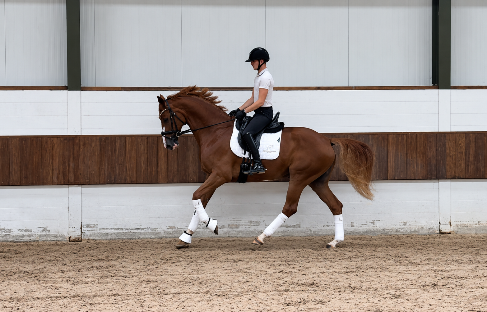 dressuurpaard ruin 7 Jahre alt zu verkaufen - Foto 5