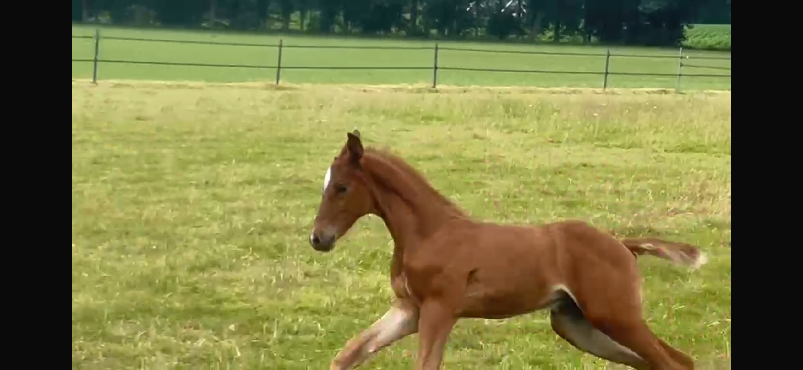⭐ Exclusief hengstveulen – Chaclot × Conthargos ⭐