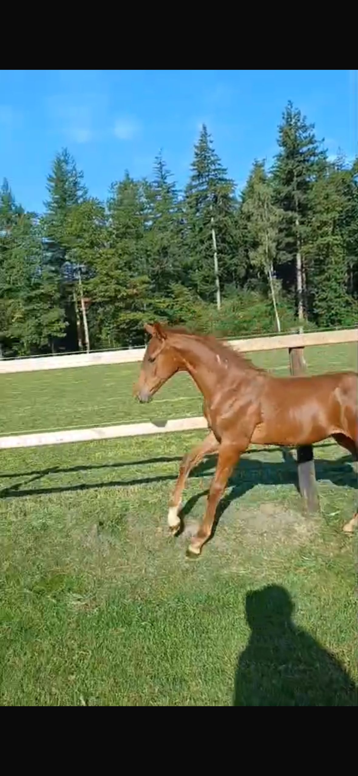 kwpn paard hengst 0 jaar vos te koop - Foto 2