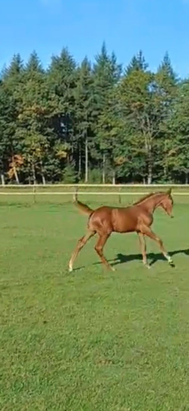kwpn paard hengst 0 jaar vos te koop - Foto 6