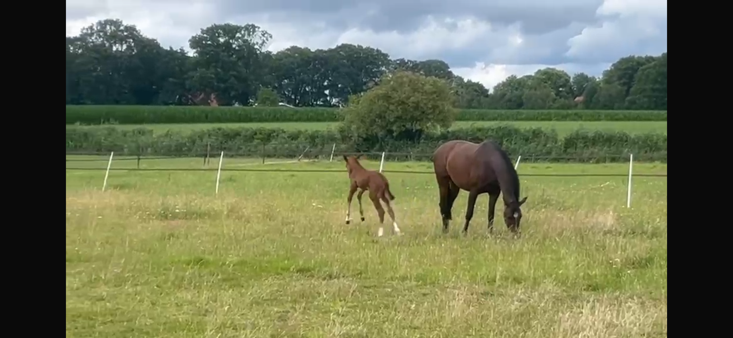 kwpn paard hengst 0 jaar vos te koop - Foto 4