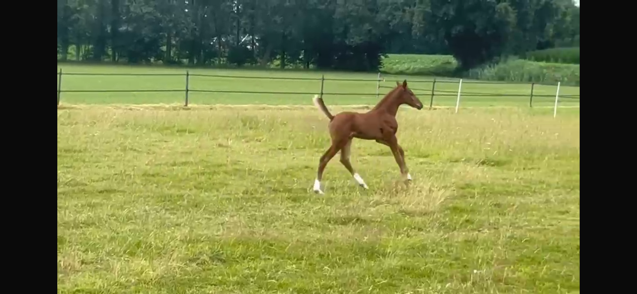 kwpn paard hengst 0 jaar vos te koop - Foto 3