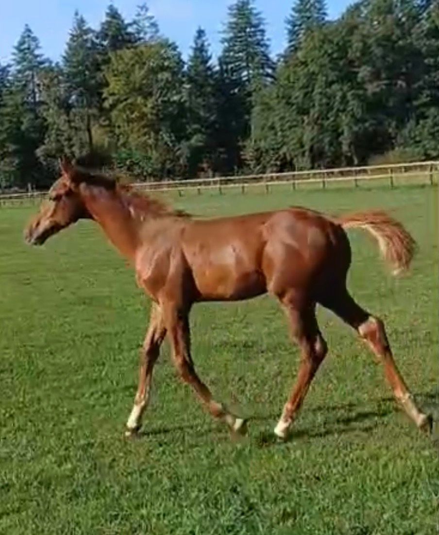 kwpn paard hengst 0 jaar vos te koop - Foto 5