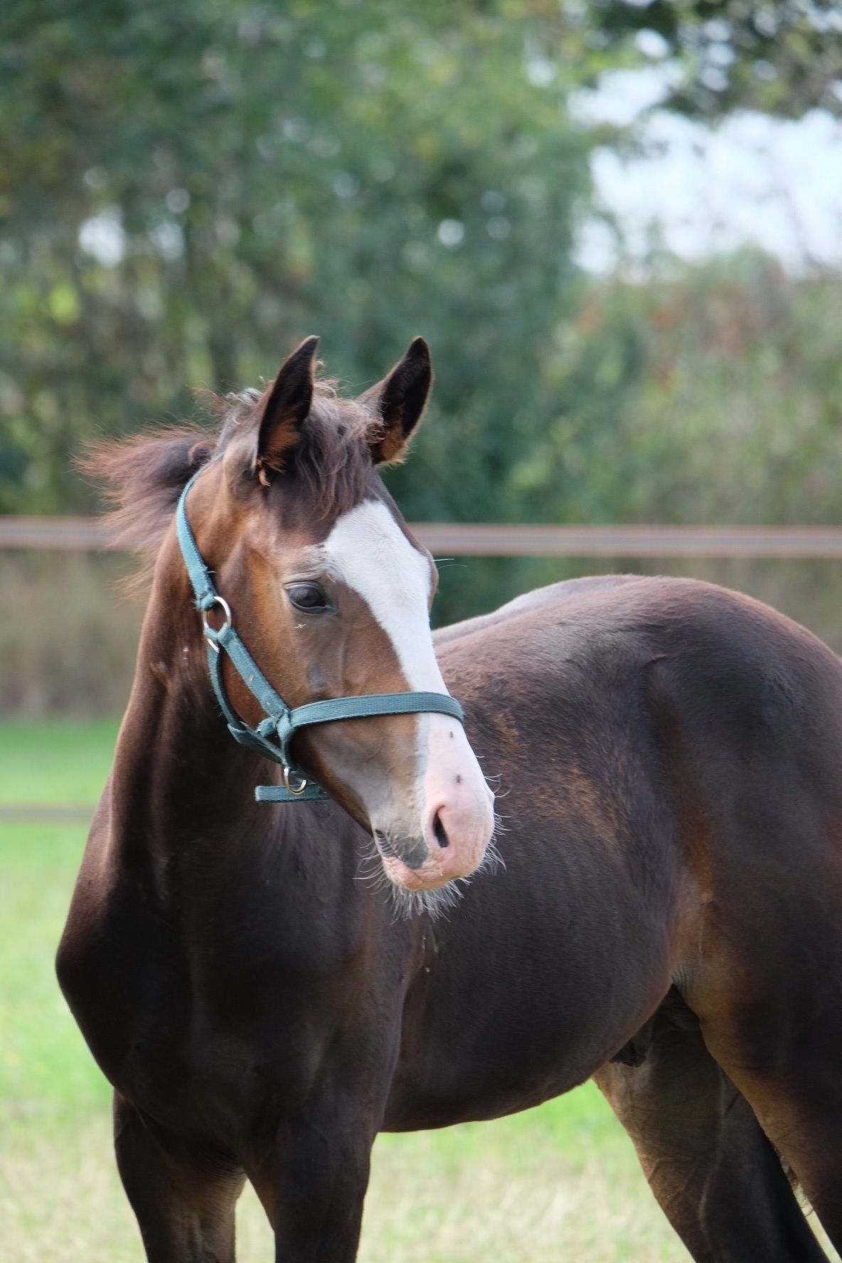 nrps dressuurpony hengst 0 Jahre alt donkerbruin zu verkaufen - Foto 2