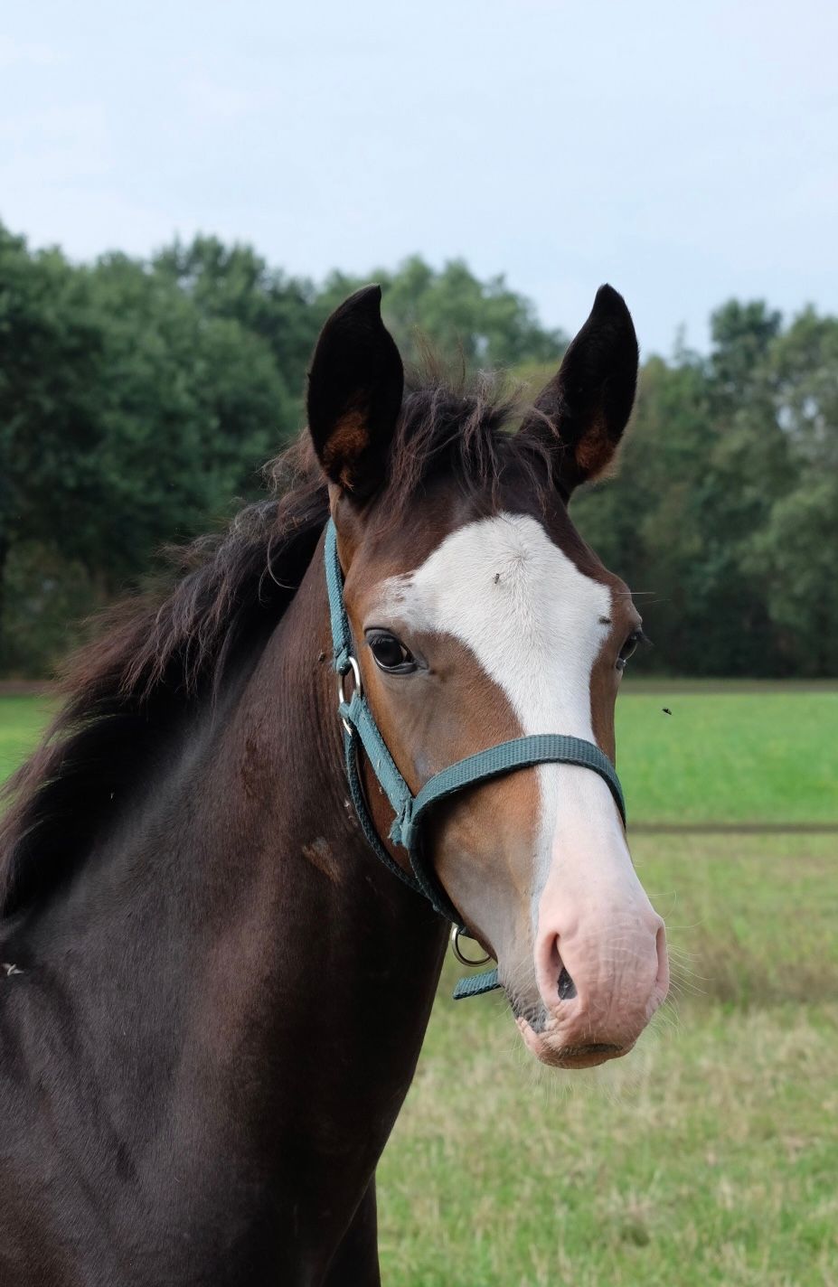 nrps dressuurpony hengst 0 Jahre alt donkerbruin zu verkaufen - Foto 3