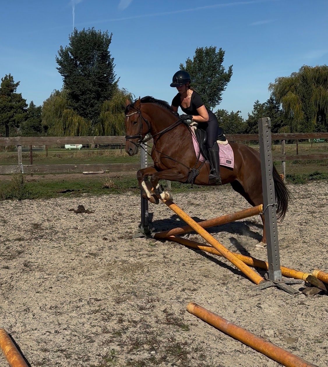 kwpn allrounder merrie 3 años bruin en venta - Foto 6